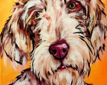 11x14 Italian Spinone Print
