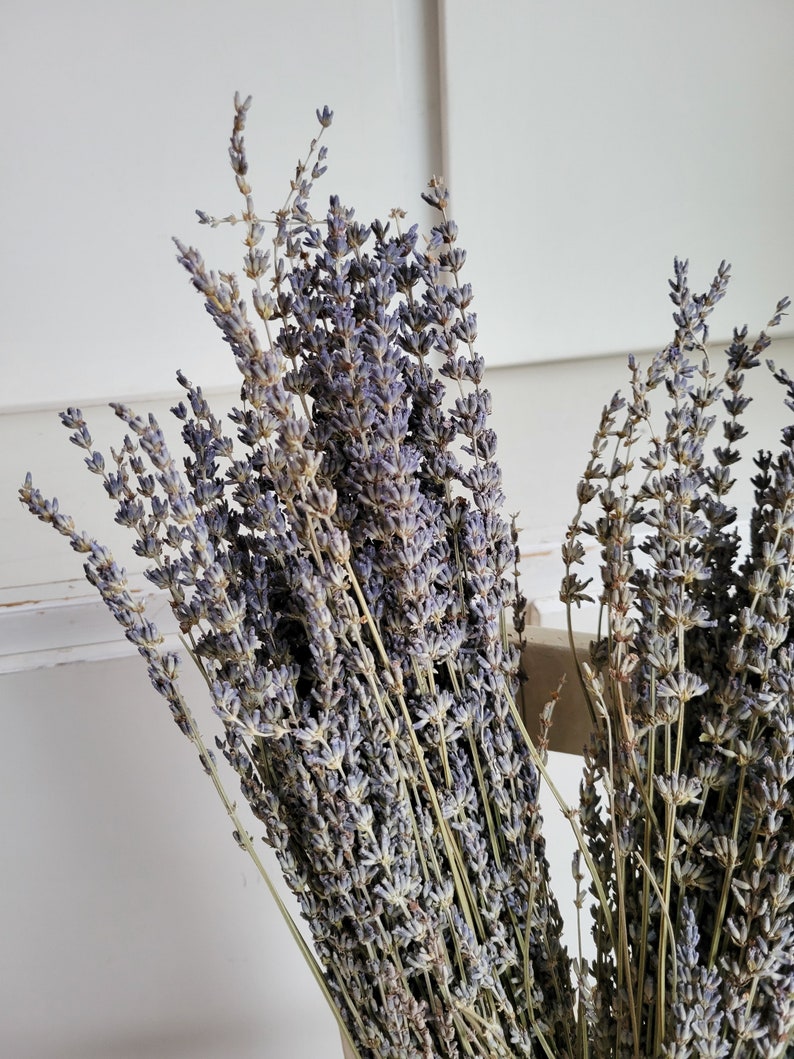 Dried Lavender Stems Bundle Dried Flowers Natural Decor Antique Farmhouse French Country Shabby Chic image 3