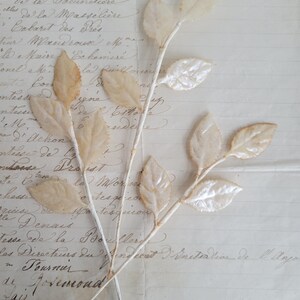 May include: Two delicate, cream-colored artificial leaf stems with multiple leaves. The leaves have a subtle sheen and are arranged against a backdrop of aged, handwritten paper. The stems are thin and white, creating a vintage aesthetic.