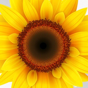 Wall art | kitchen art | sunflower | home decor | retro art