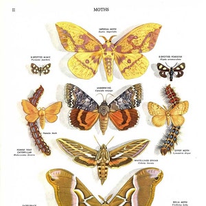 May include: A vintage educational chart featuring illustrations of various moths, including the Imperial Moth, Underwing, Gypsy Moth, and White-Lined Sphinx. Each moth is labeled with its scientific name and common name.