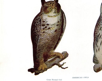 Vintage Owl Bird Illustration- vintage color plates, 1940s book page, nature print, wall art, water bird decor, natural history, ornithology