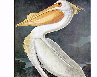 Vintage White Pelican Bird Illustration- John James Audubon color print, nature wall art, water bird decor, natural history, book plate