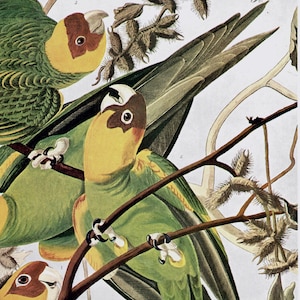 Vintage Parakeet Bird Illustration- John James Audubon color print, nature wall art, Carolina Paroquet decor, natural history, book plate