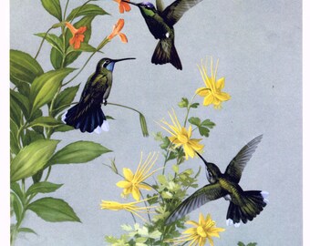 Vintage Hummingbird & Flowers Illustration- color plate, 1950s book page, nature print, wall art, bird decor, natural history, ornithology