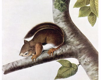 Vintage Richardson's Ground Squirrel Illustration- John James Audubon color print, nature wall art, animal decor, natural history, book page