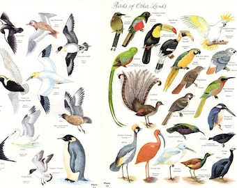 2 Vintage Bird Species Illustrations- color 1960s encyclopedia pages, nature print, wall art, bird decor, natural history, ornithology