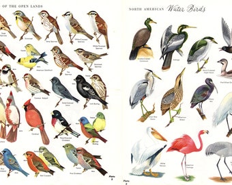 2 Vintage Bird Illustrations- color plates, 1960s encyclopedia pages, nature print, wall art, land & water bird decor, natural history