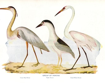 Vintage Heron Bird Illustration- vintage color 1940s book page, nature print, wall art, water bird decor, natural history print, ornithology