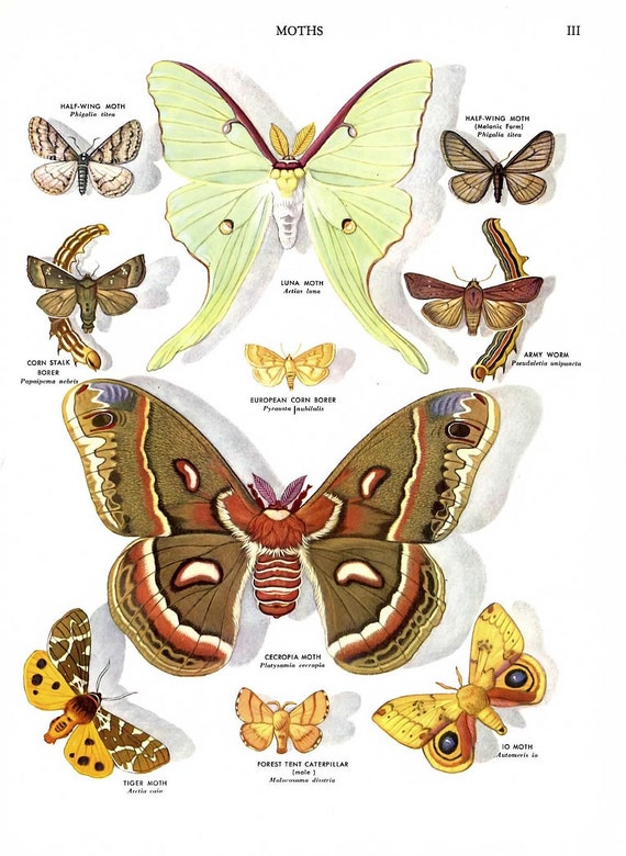 Moth Illustrations, Moth Print- 2 vintage full color 1960's encyclopedia book plates, nature illustration, biology, butterfly print, insects