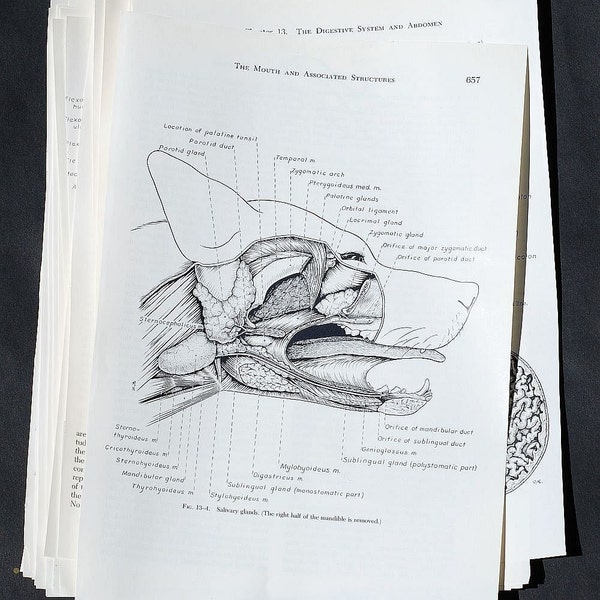 vintage illustrations- dog anatomy illustrations