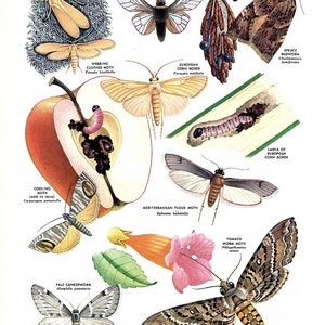 May include: An illustration of various destructive moths, including the codling moth, the European corn borer, the tomato worm moth, and the fall cankerworm. Each moth is depicted with its scientific name and a brief description of its destructive habits.