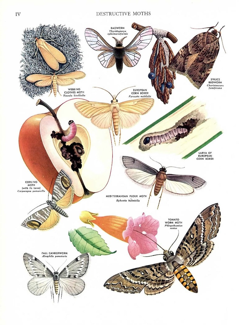 May include: An illustration of various destructive moths, including the codling moth, the European corn borer, the tomato worm moth, and the fall cankerworm. Each moth is depicted with its scientific name and a brief description of its destructive habits.