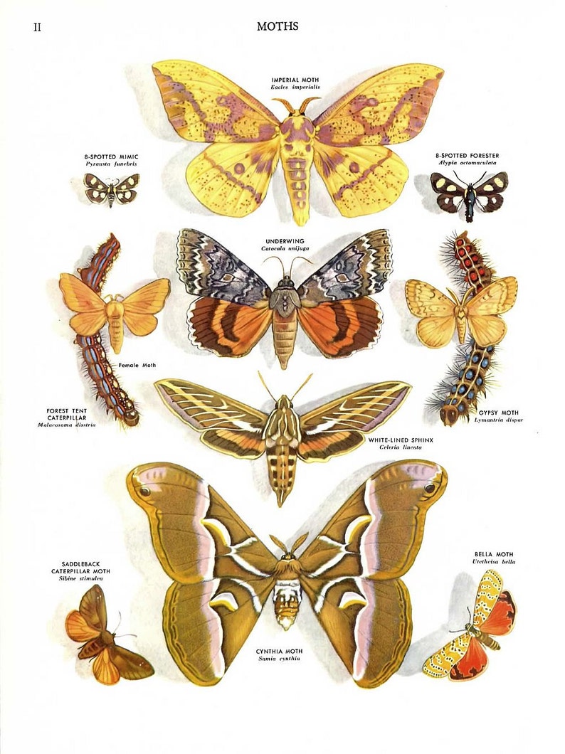 May include: A vintage educational chart featuring illustrations of various moths, including the Imperial Moth, Underwing, Gypsy Moth, and White-Lined Sphinx. Each moth is labeled with its scientific name and common name.