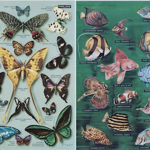 Butterfly Illustrations, Moth Print- 2 vintage full color 1950&#39;s French dictionary book plates, nature illustration, biology, fish wall art