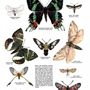 May include: An illustration of ten different moths, including the Chinese Silkworm, Castnid Moth, Madagascar Sunset Moth, Clearwing Sphinx, Peach Tree Borer, Tailed Burnid Moth, Ghost Moth, Plume Moth, Yucca Moth, and Burnid Moth. The illustration is titled "Moths" and is painted by Rudolph Freund.