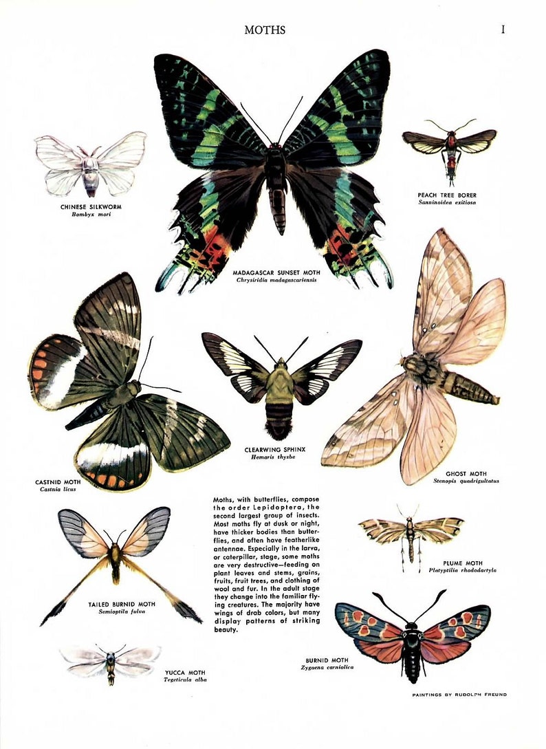 May include: An illustration of ten different moths, including the Chinese Silkworm, Castnid Moth, Madagascar Sunset Moth, Clearwing Sphinx, Peach Tree Borer, Tailed Burnid Moth, Ghost Moth, Plume Moth, Yucca Moth, and Burnid Moth. The illustration is titled "Moths" and is painted by Rudolph Freund.