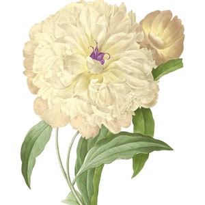 Pfingstrose Clipart, Pfingstrose Png, Botanische Clipart, Florale Grafiken, Florale Elemente: Hochzeitsdesign, Geburtstage, Collage, Decoupage, Scrapbooking