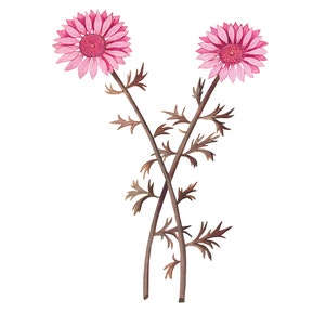 L 11&quot; x 14 Vintage Pink Flower Image, Botany Art PNG & JPG, Botanical Clipart, Printable Flower Print, Party, Anselmus de Boodt, Large