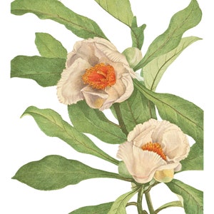 Fleur blanche vintage Png, Clipart fleur, téléchargement immédiat, impression botanique, utilisation comme fleur de mariage Png, graphiques floraux, fleurs artisanales
