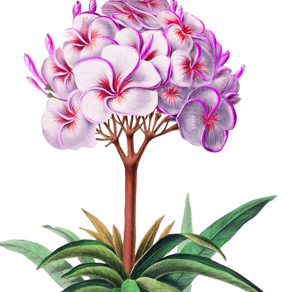 Flower Clipart Frangipani, Tropical Flower Png, Instant Download, Botanical Print, Use As Wedding Flower Png, Floral Graphics, Craft flowers