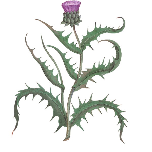 L 11" x 14 Vintage Art Purple Centaurea Image, Botany Art PNG & JPG, Botanical Clipart, Printable Flower Print, by Anselmus de Boodt, Large