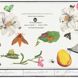 Ensemble de cliparts printemps, transparents, clipart botanique fantaisiste, Anselmus de Boodt, papillon, insectes, scrapbooking, invitations, png, Kit11