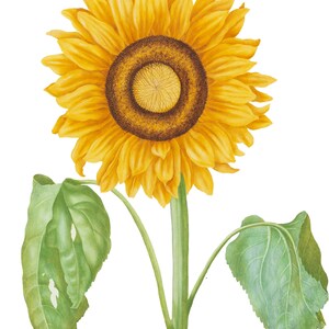 Vintage Girasol Clipart, Flor Amarilla Png, Clipart Botánico, Descarga Instantánea, Gráficos Florales, Uso Comercial No.001