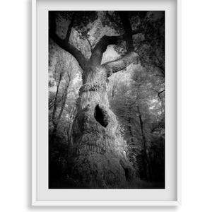 Stampa fotografica di un albero mistico: arte murale fantasy in bianco e nero