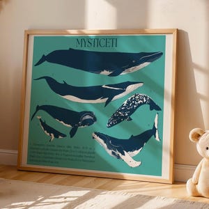 Whales Identification Chart Poster (Mysticeti) - Marine Biology Educational Scientific Wall Art - Ocean Life Nautic Decor