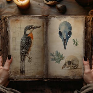Cabinet of Curiosities Junk Journal Kit, Digital Scrapbook Paper, Natural History Printable, Victorian Science Pages, Vintage Ephemera Craft image 6