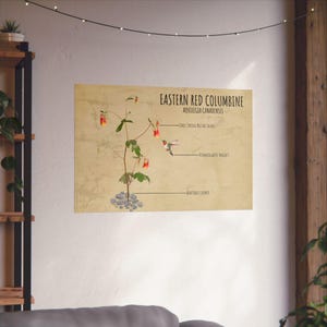 Anatomie van inheemse planten poster, rode akelei, bestuiver en wilde bloemen antieke botanische stijl muurkunst print ingelijst