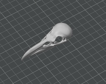 Anatomically accurate raven skull STL file