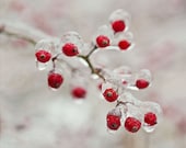 Winter Ice Photo, Red Berry Photograph, Wall Decor, Fine Art Photography, Rose Hips, White, Red, Snow, Branch, Nature Photo, Rustic Decor