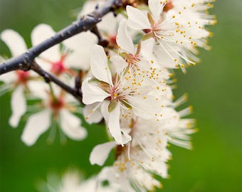 Nature Photography, Farmhouse Decor, Flower Photograph, Cherry Blossoms, Spring Print, Floral Photo, Wall Art, Fine Art Print, White, Green