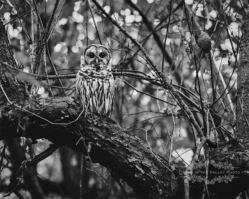 Owl Print Black And White Photography Photo Of A Bird