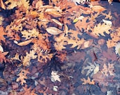 Photo of Fall Leaves, Rustic Decor, Nature Photograph, Autumn Print, New England Photography, Grey, Orange, Brown