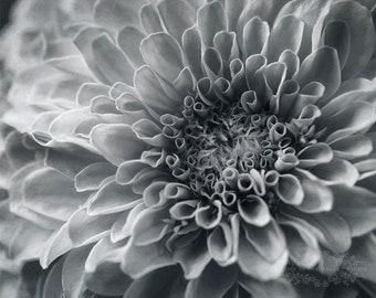 Black and White Photography, Zinnia Flower Photo, Flower Petals Print, Macro Photograph, Farmhouse Decor