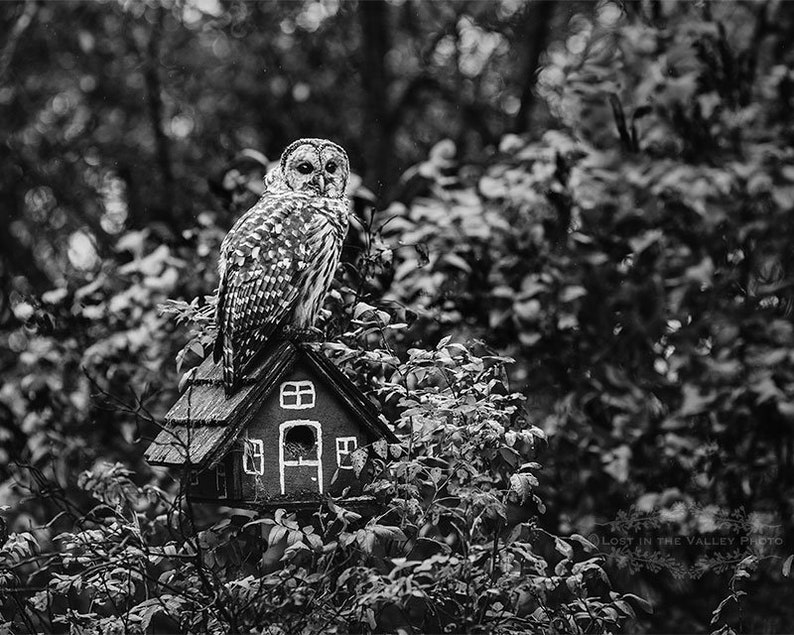 Photograph Of An Owl Rustic Home Decor Black And White Photography Nature Print