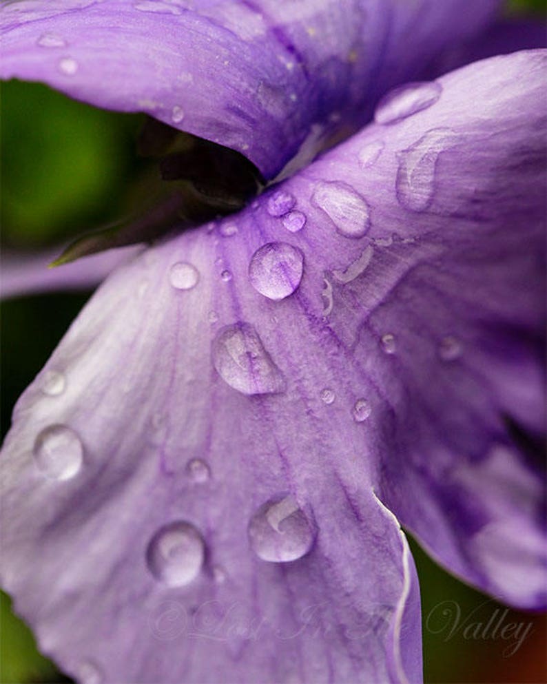 Flower Print Farmhouse Decor Nature Photography