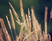 Hay Photograph, Farm Photo, Film, Farmhouse Decor, Rustic Wall Decor, Beige, Green, Brown, Nature Print, Country Life, Fine Art Photography