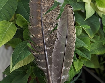 Ethical Turkey Feathers