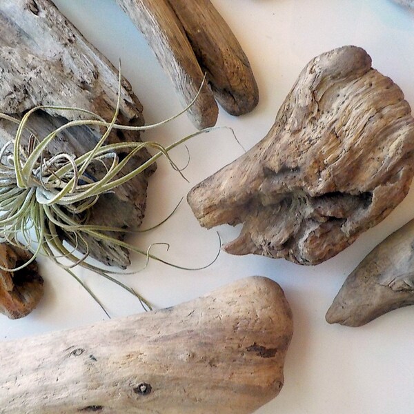Bulk Driftwood Etsy