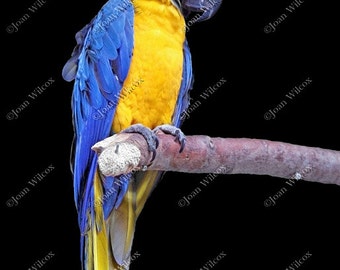 Macaw Colorful Tropical Bird Original Fine Art Photography Photo Print