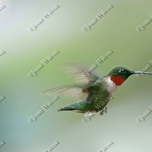 Ruby Throated Hummingbird in Flight Bird Cute Spring Summer Fine Art Photography Print