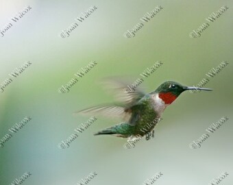 Ruby Throated Hummingbird in Flight Bird Cute Spring Summer Fine Art Photography Print