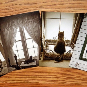 Cartoline Cute Window Kitty Cats Kittens Art Photo Cartoline di cancelleria