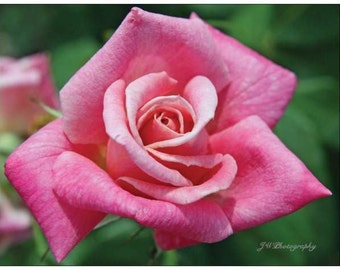 Photo Magnet, Spirited Pink Rose- 5 1\/2in. X 4 1\/4in