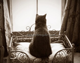 Sepia Tone Kitty Cat Waiting Patiently Photo Magnet- 5.5. X 4.25 inches