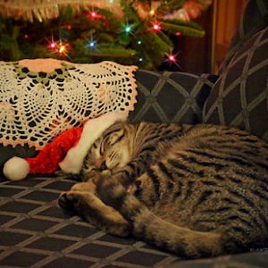 Single 1 Card Sleeping Santa Daisy Kitty Cat Kitten Art Photo Christmas Holiday Greeting Card w/ Envelope